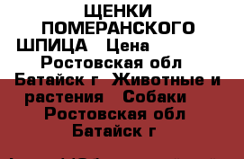 ЩЕНКИ ПОМЕРАНСКОГО ШПИЦА › Цена ­ 25 000 - Ростовская обл., Батайск г. Животные и растения » Собаки   . Ростовская обл.,Батайск г.